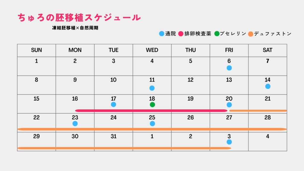 ちゅろの胚移植スケジュール